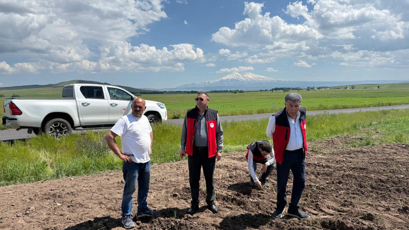 Patnos’ta 30 dönümlük alanda ilk defa  