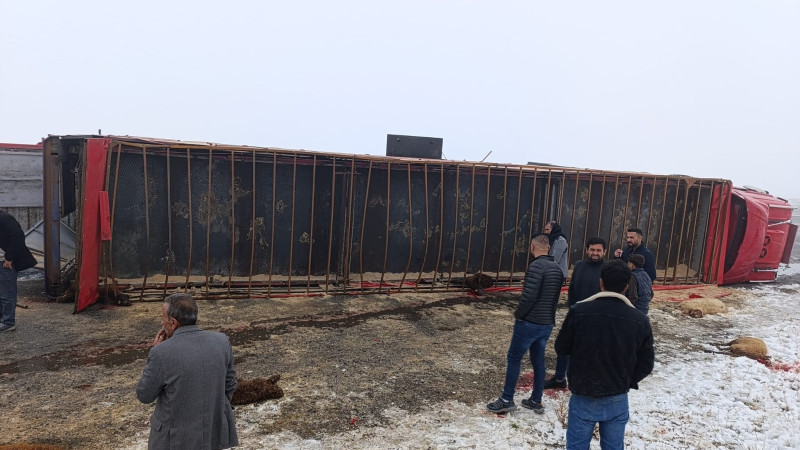 Patnos’ta küçükbaş hayvan yüklü Tır devrildi