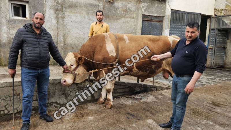 Patnos’un gururu 1 ton 200 kilogram 