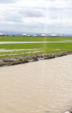 Patnos’ta ekili tarım arazileri zarar gördü
